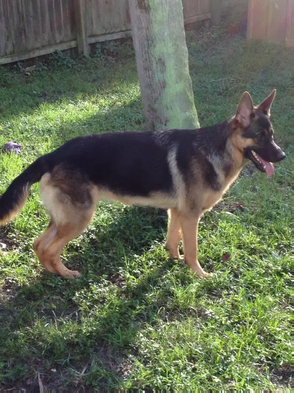 Ziva Lieben Von Ricktorius