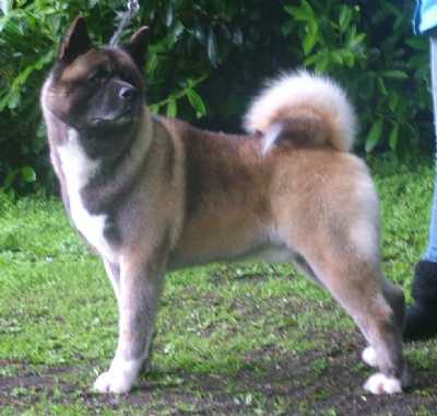 Kitsune For Your Eyes Only At Meiho