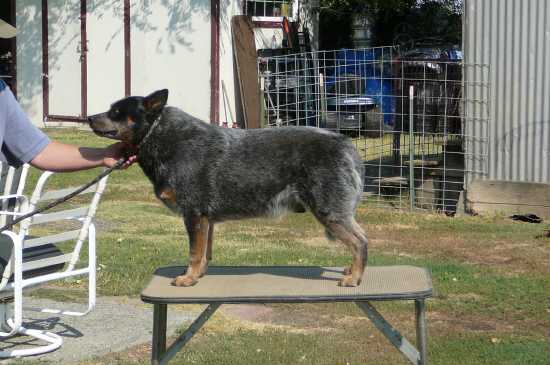 AKC CH Sageroo Heelerhill Blu Reetu