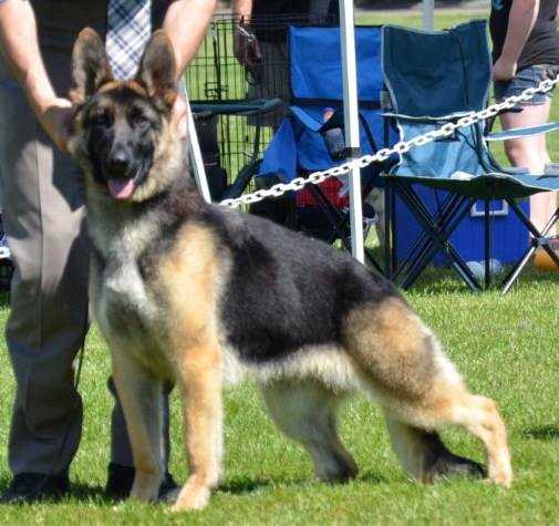 BISS AM CH & SEL CAN CH ROM Woodside's Dazzle