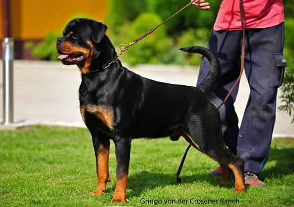 Gringo von der crossener ranch