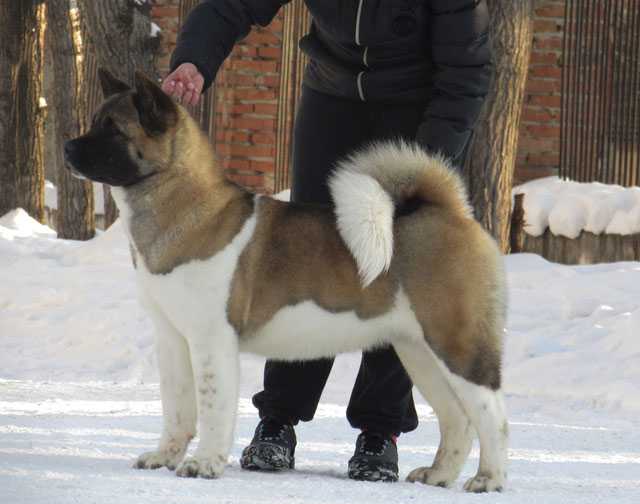 GRAND GAME VAST SUCCESS