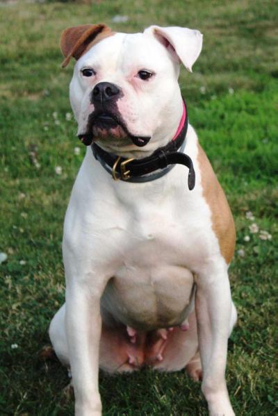 ABRA CH FaithFullBull's/Donnelly's Gentle Annie