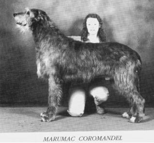 CH (AKC) Marumac Coromandel