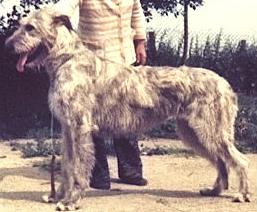 Erindale Melody Queen