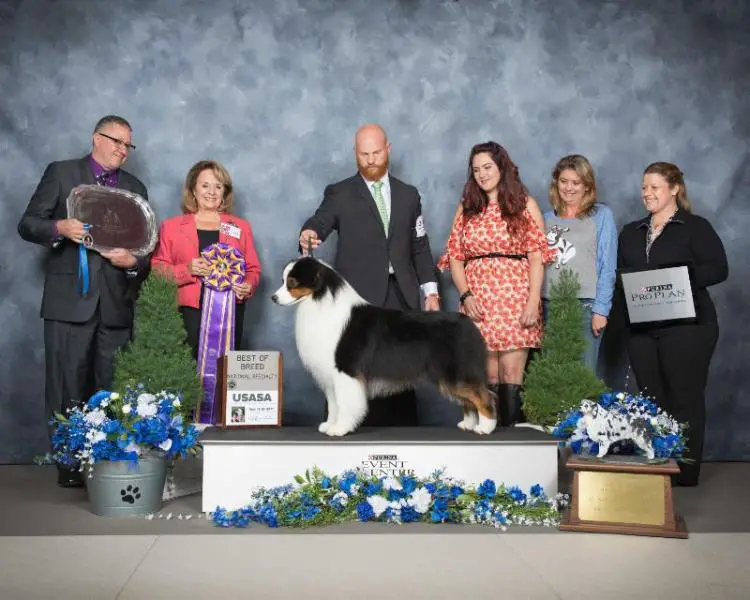 HOF BISS GCH AKC/ASCA CH Dreamstreets Goin' For Gold