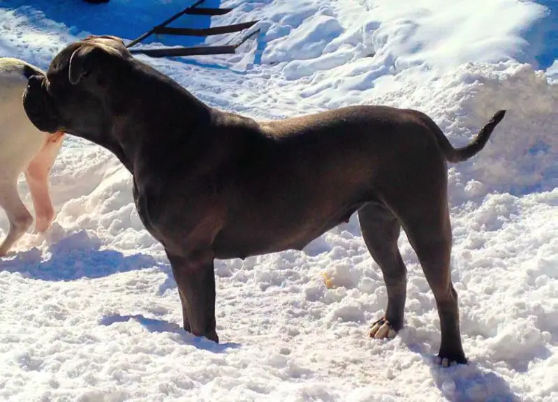 Once in a blue moon of mab