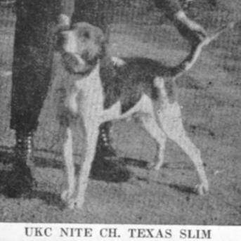 NITE CH (UKC) Texas Slim