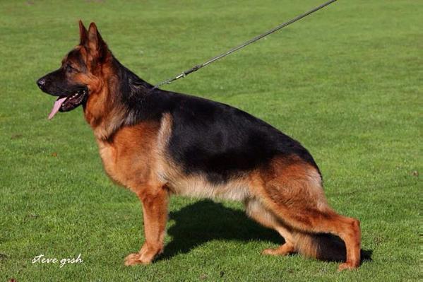 SG7 (BSZS 2014) Tyson vom Team Panoniansee