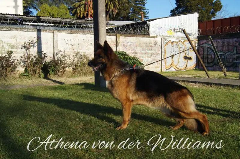 Athena von der Williams