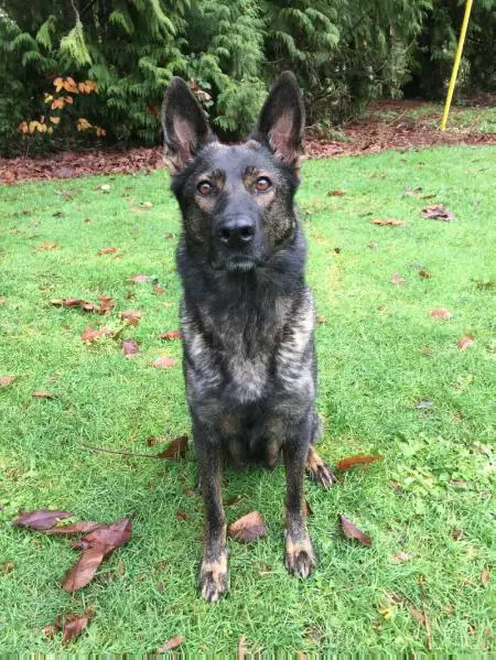 Alpha Von Hollenhund