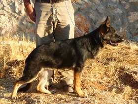 Lenka vom Jordan German Shepherds