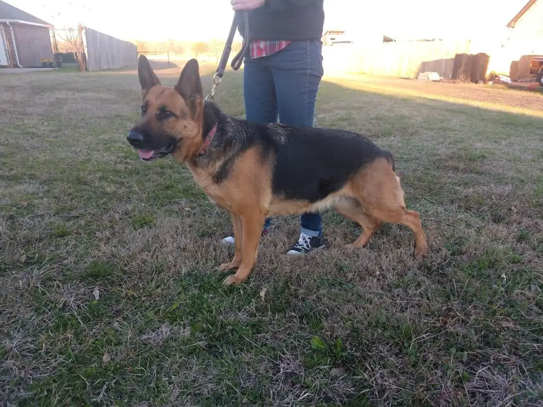 Semper Fi's Rose of Texas