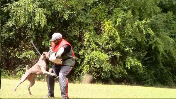 Rivale Bella Giavanna