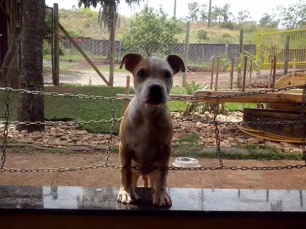 Rickson VP Amstaff Torres