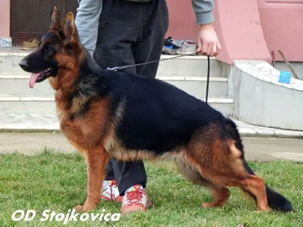 SG Sigma Wolf Hisar Berg