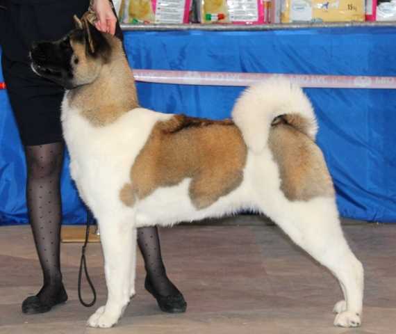 CH RUS, YCH RUS Regal Akitas American Dream