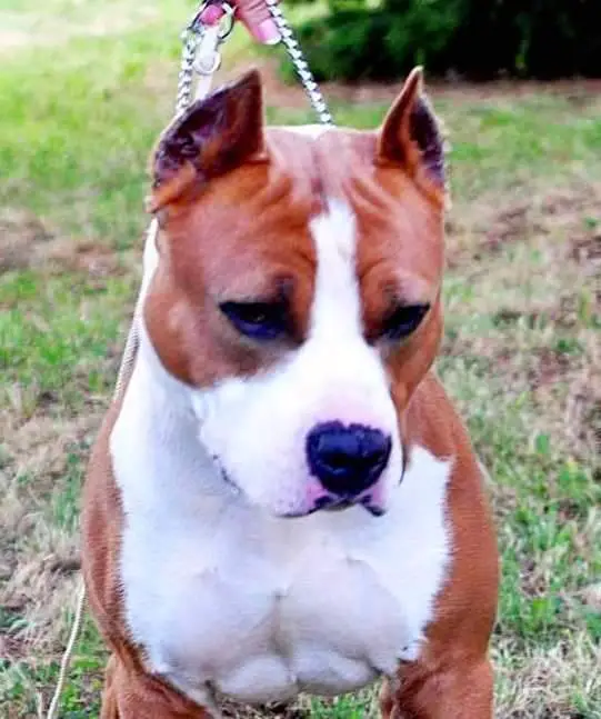 CH HR Playmaker's HR Gandalf the Gray