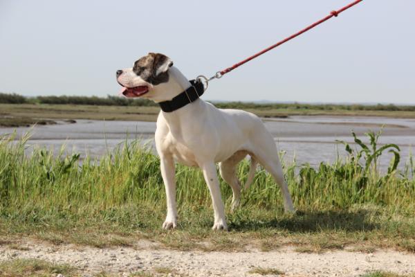 Burdigala's ISIS of True Grit