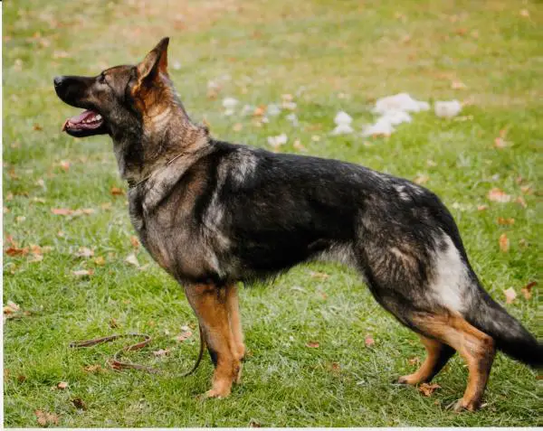 Windy vom Kiebitzende