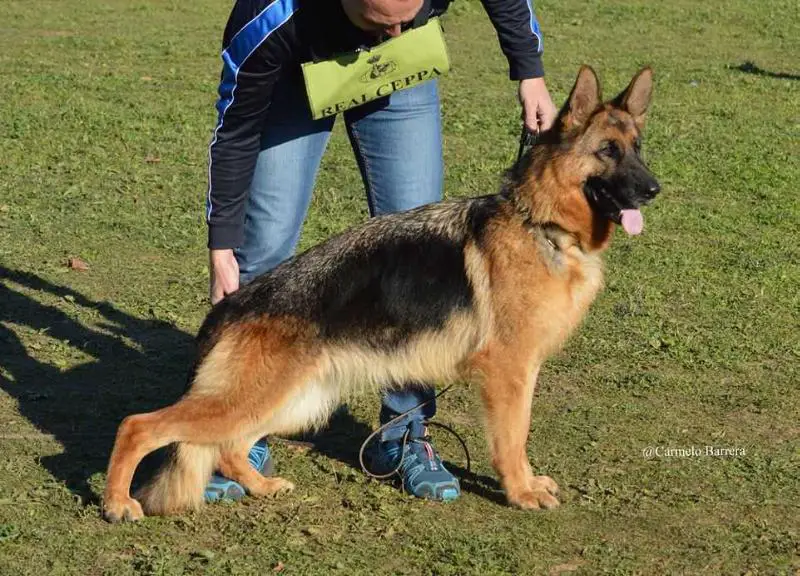 SG1 Spain 2017 Ebony de Caviclum