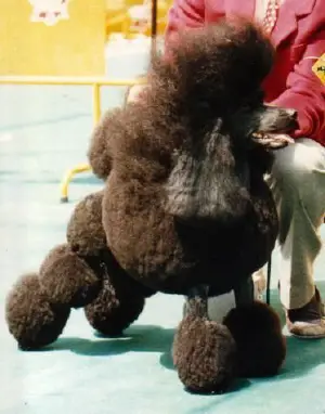 Midnight Special Of Shikarah