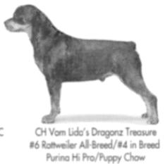 CH (AKC) Von Lidas Dragonz Treasure