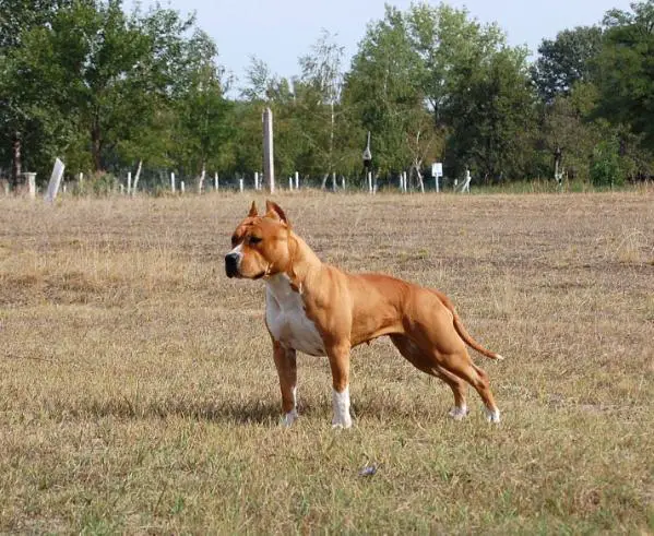 Good Heart Fighter Natasa