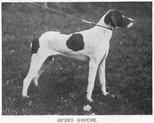 Queen Grouse (1920)