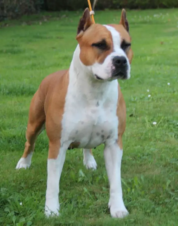 Iansfirstchoice Look At Me