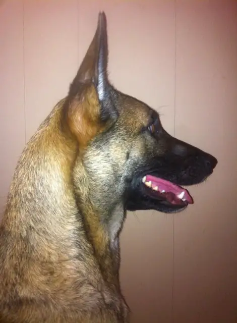 Lionhearts Miranda Warnings INXS