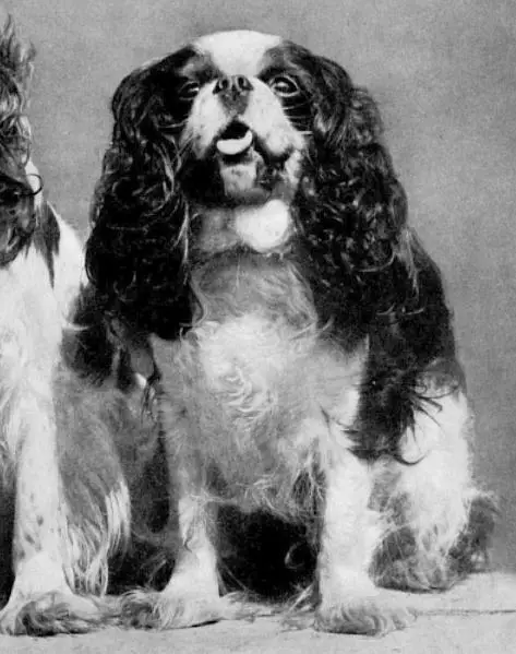 Billy Vine