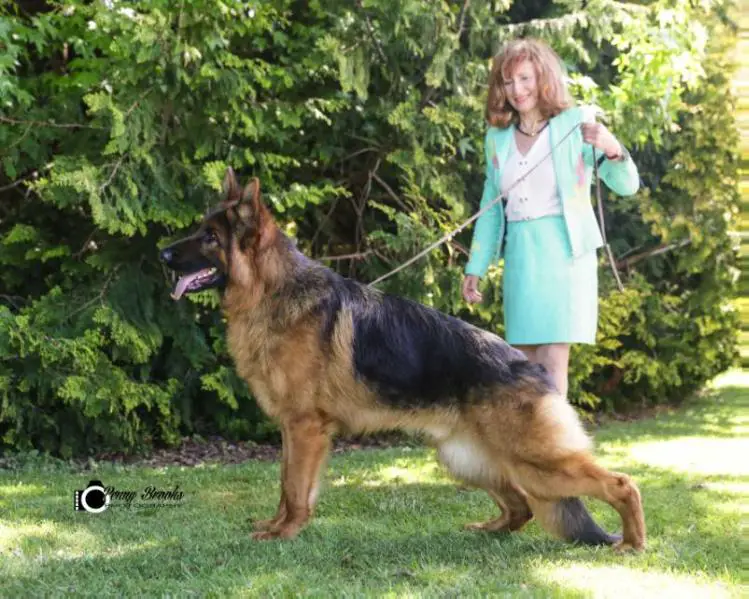 2015 BEST JUNIOR GSD OF THE YEAR - NZ CHAMPION Mafia vom Volkerson