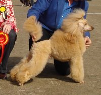 FIN CH Of Hannelhill Vito