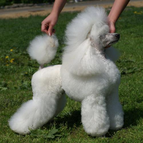 Airy Arabeska Highflyer Loving Sky