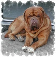 Royaume Van Douvergenhout