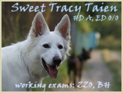 Sweet Tracy Taien, HD A, ED 0/0,