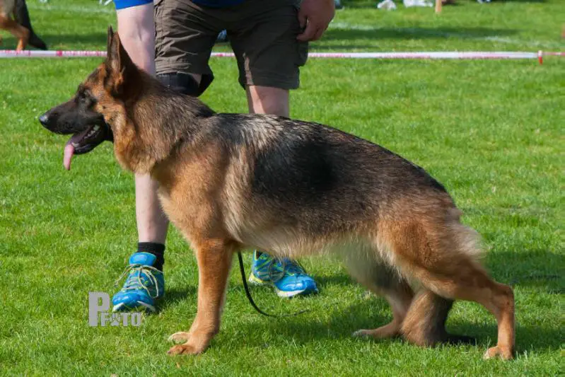 VV2 HAS2015 Walkini's Raja