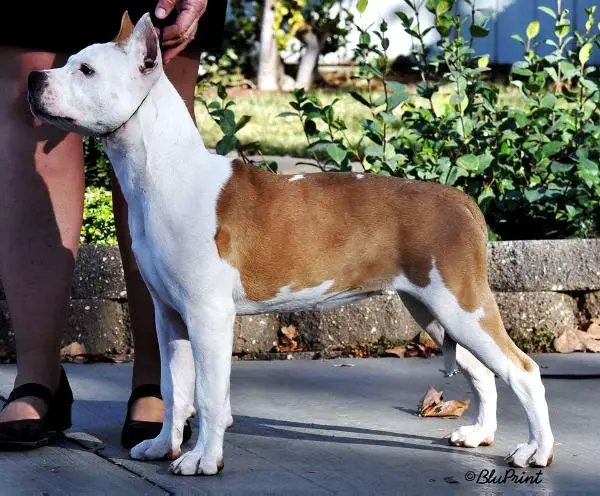 Malones Make Your Head Spin