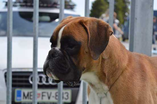 RoJCh , Multi CAC & CACIB , Boxer of year 2015 in Romania Ade-Box Caddy