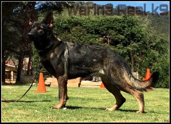 Werina Real K-9