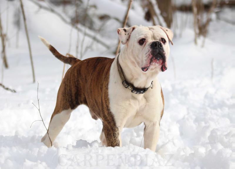 Cheri Angels Bessonbulls DJ Djem