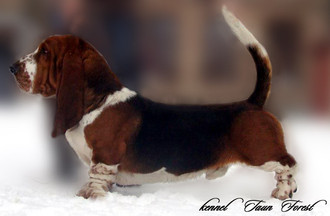 2XCHUA,JCHUA,JCHBL KUBA Klan Piegowatych