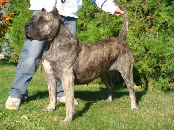 CH Alba de Alacant Bull