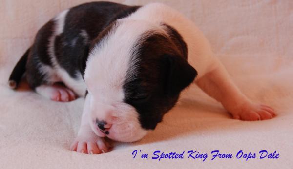 I'm Spotted King From Oops Dale