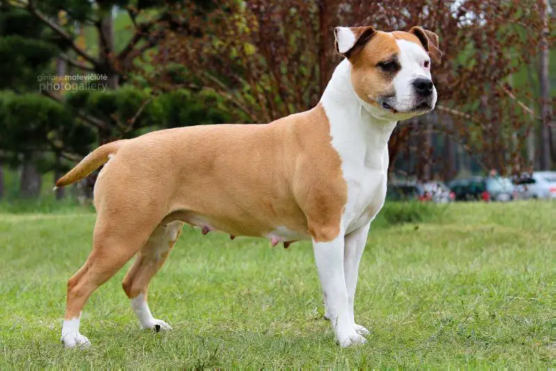 EST JCH,LT JCH RED ANTE BELLUM Milbran's