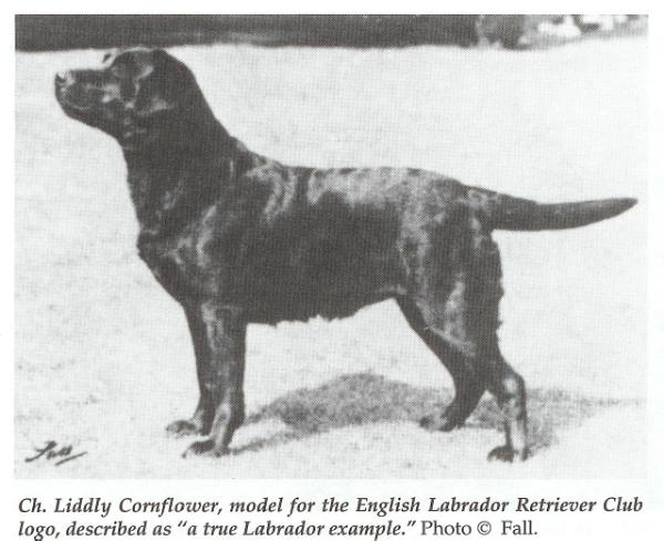 CH Liddly Cornflower