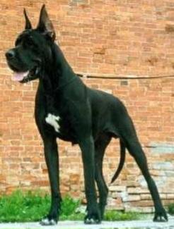 Ultrafera De Fionix (Original Stay)