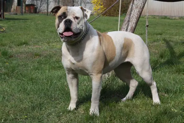Blondbulls Natasa