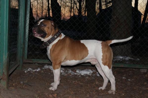 JCH BY,CH BY Oskar Boss Larky Online